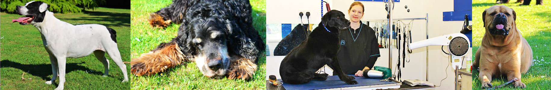 Peterborough Dog Groom Peterborough Dog Groom