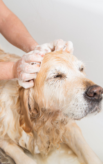 Dog Wash & Grooming