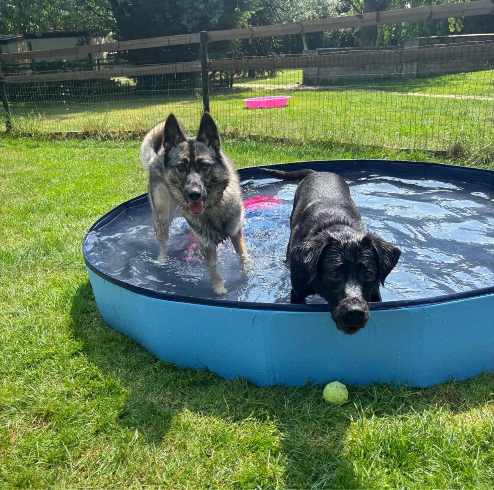 Doggies paddling