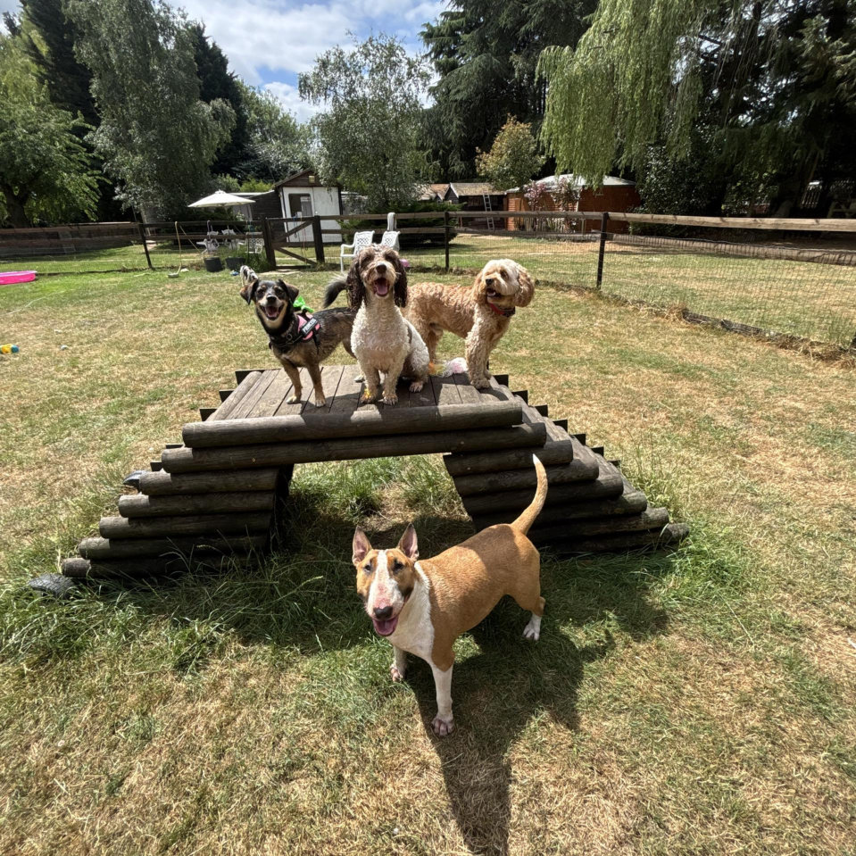Dogs play